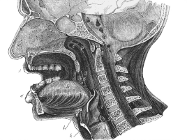 Anatomy sketch of a throat.
